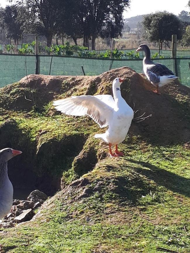 Granja Mg Lägenhet Bombarral Exteriör bild